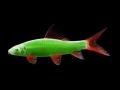 Лабео Glofish Салатовый - Labeo frenatus Glofish Green