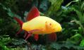 Лабео Glofish Желтый - Labeo frenatus Glofish Yellow