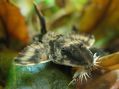 Лорикария Королевская - Loricaria simillima