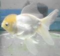 Оранда белая - Золотая рыбка