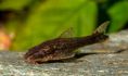 Отоцинклюс негрос - Otocinclus sp.Negros