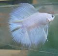 Петушок Белый Двухвостый - White Double tail Betta