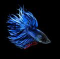 Петушок Синий Королевский Crown taill Betta