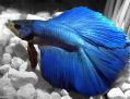 Петушок Двухвостый Blue - Blue Double tail Betta