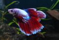 Петушок Двухвостый Butterfly - Butterfly Double tail Betta