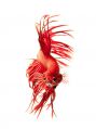 Петушок Красный Королевский Crown taill Betta