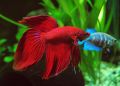 Петушок Сиамский Красный Betta splendens