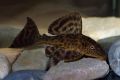 Плекостомус  Hypostomus plecostomus