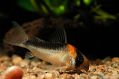 Сомик Дупликареус - Corydoras Duplicareus