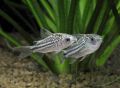 Сомик Нанус Corydoras nanus