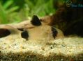 Сомик Панда - Corydoras panda