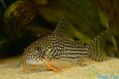 Сомик Штерба - Corydoras Sterbai