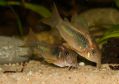 Сомик Золотистый - Corydoras aeneus