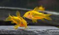 Сомик Золотой Лазер - Corydoras Gold Laser