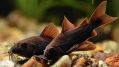 Сомік Чорна Венесуела – Corydoras sp. «Black Venezuela»