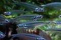 Стеклянный полосатый сомик - Parailia pellucida
