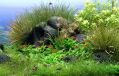 ����� ������ (Hyphessobrycon amandae)
