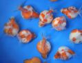 Жемчужинка - Pearlscale goldfish