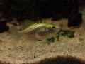 Золотой Тетродон - Auriglobus modestus - Golden Puffer