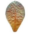 Листья Индийского миндаля - Кетапанга - Catappa leaves