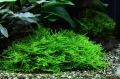 Мох Рождественский на лаве - Christmas Moss