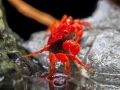 Tomato Vampire Crab - Geosesarma sp.