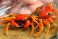 Tomato Vampire Crab - Geosesarma sp.
