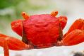 Tomato Vampire Crab - Geosesarma sp.