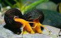 Улитка Оранжевая Тиломелания - Tylomelania Orange Rabbit Snail - 4 cm