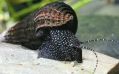 Улитка Тиломелания белоточечная - Tylomelania White Spot Rabbit Snail