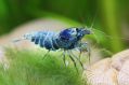 Креветка Blue Bolt - Blue Bolt Shrimp