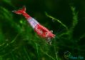 Креветка Рили Ред Neocaridina Red Rili