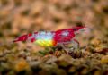 Креветка Красная Рили - Neocaridina Red Rili