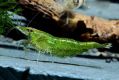 Креветка Зеленый Нефрит - Green jade Neocaridina